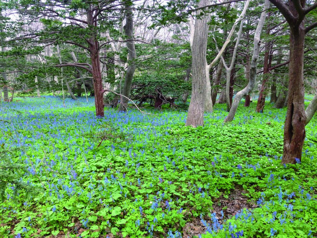 密集して咲くエゾエンゴサク