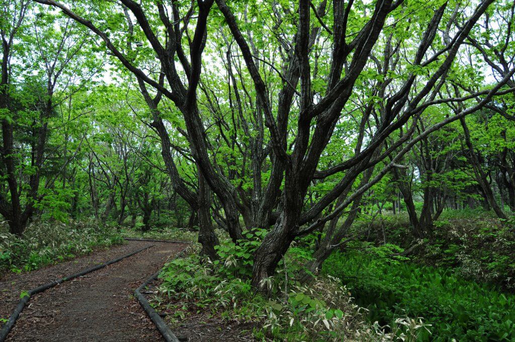 自然と共生する島