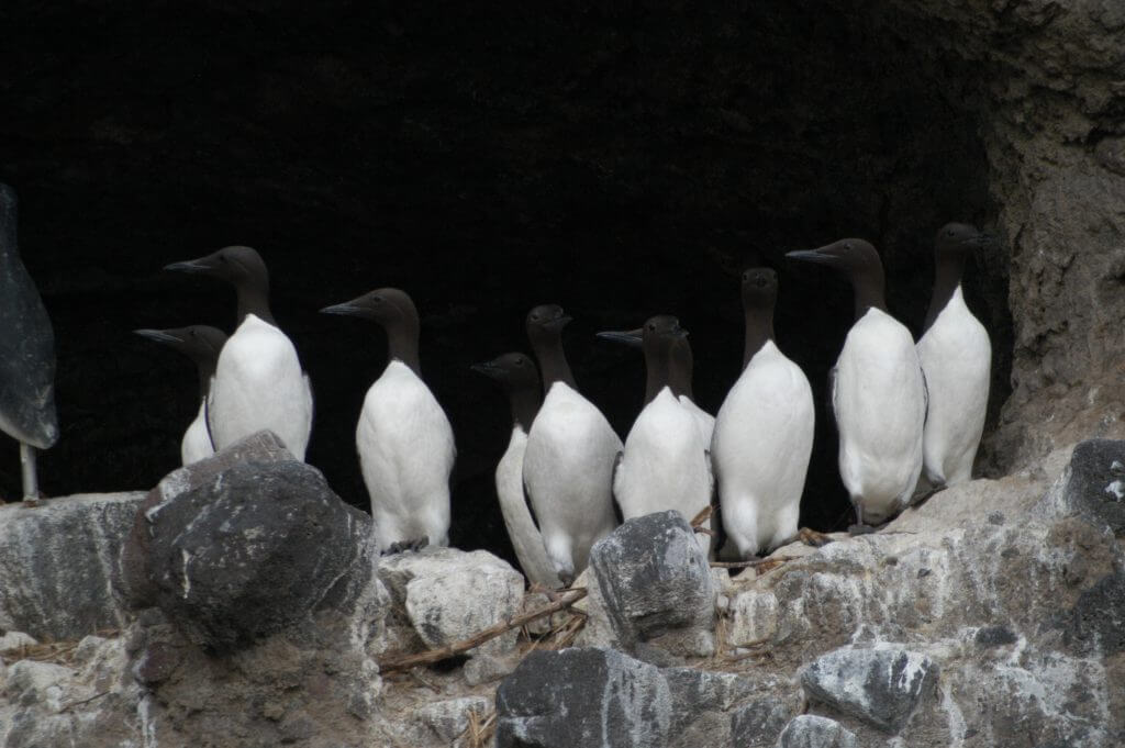 日本国内の絶滅危惧種、オロロン鳥