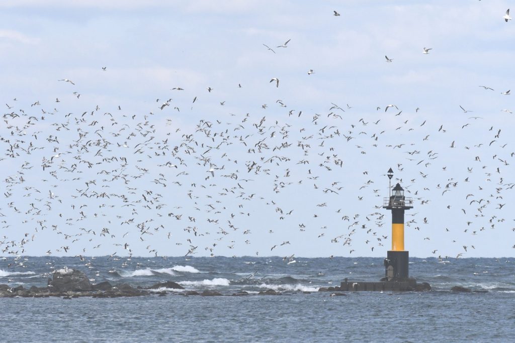 海鳥の楽園が始まる