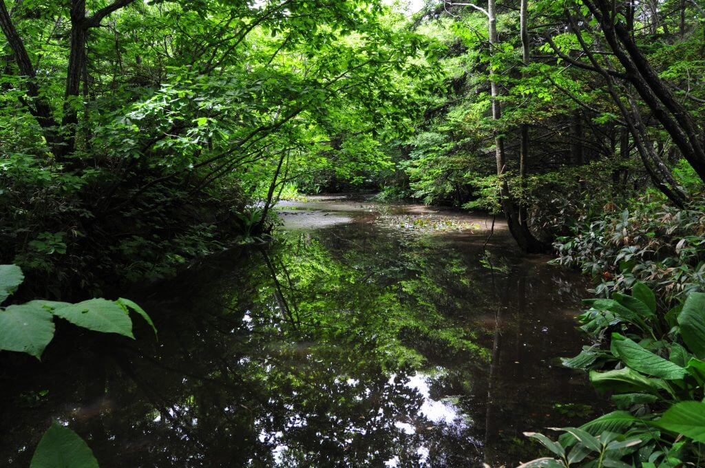 国の天然記念物の森