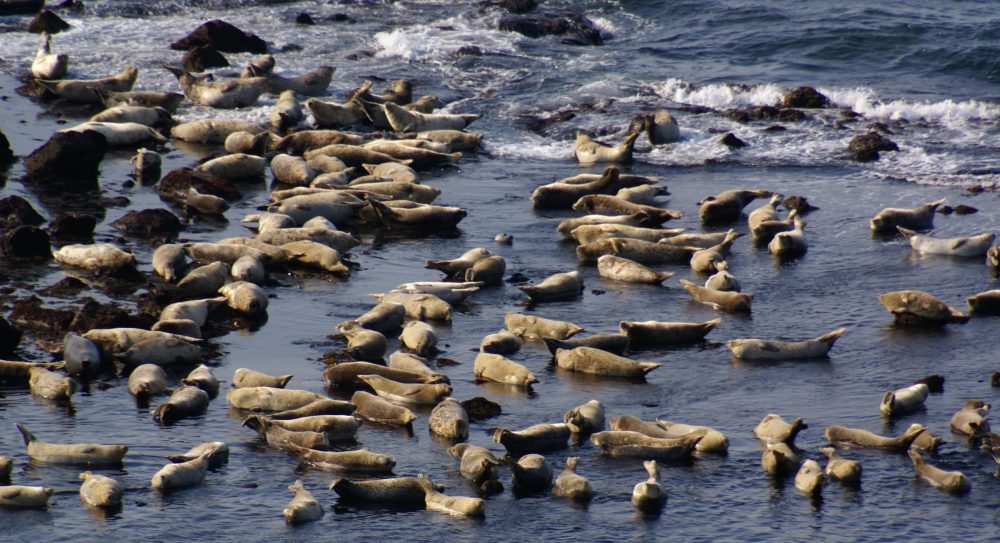 焼尻島の冬の写真