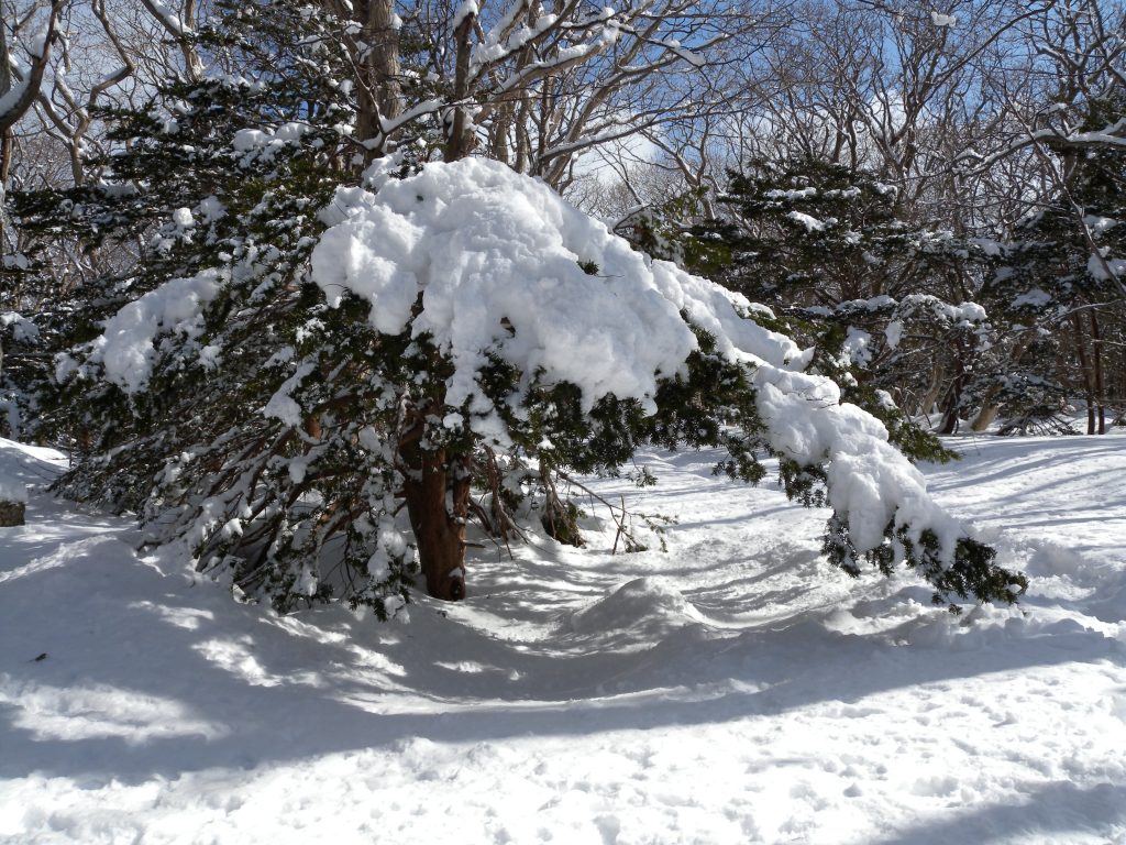 日本海からの吹きすさぶ強風と雪の重み