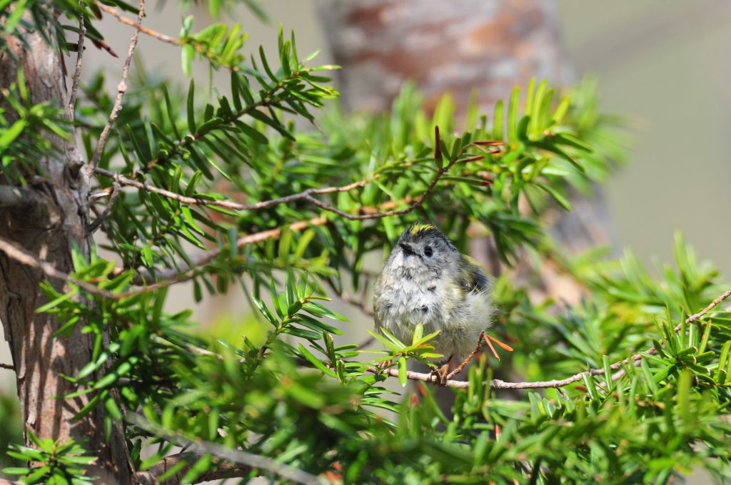 イチイの木に留まるキクイタダキ