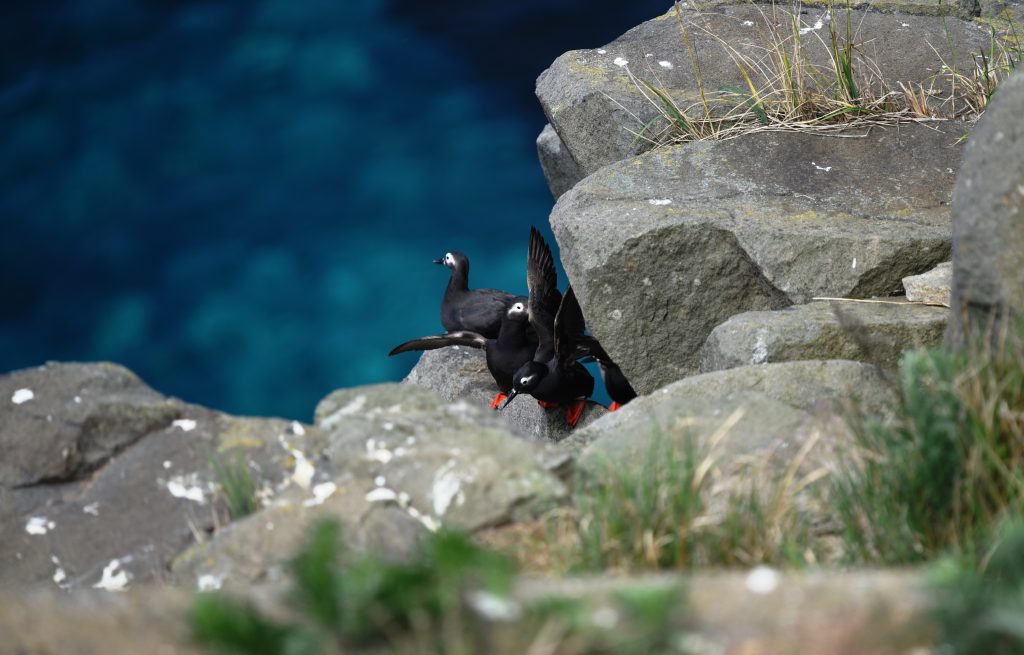 天売ブルーに浮かぶ赤い脚のケイマフリ