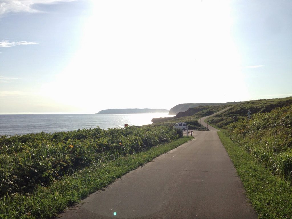 道端に咲くエゾカンゾウ