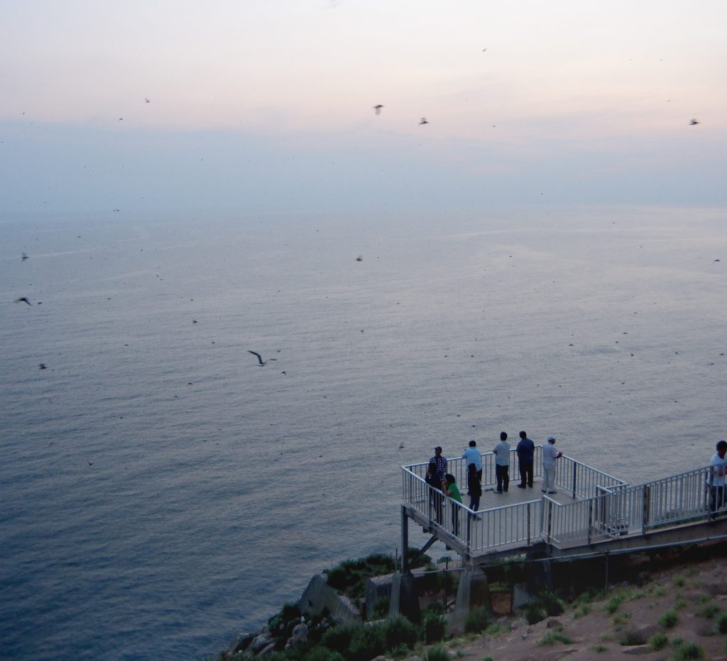 日没から始まるウトウの帰巣