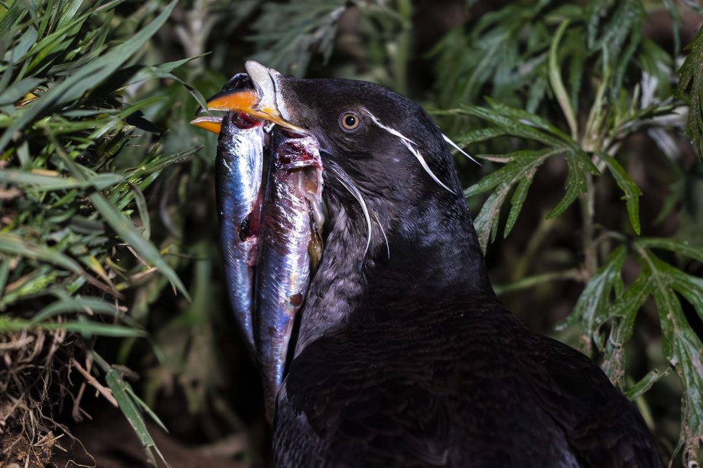 【島内ツアー】ウトウの帰巣ナイトツアー
