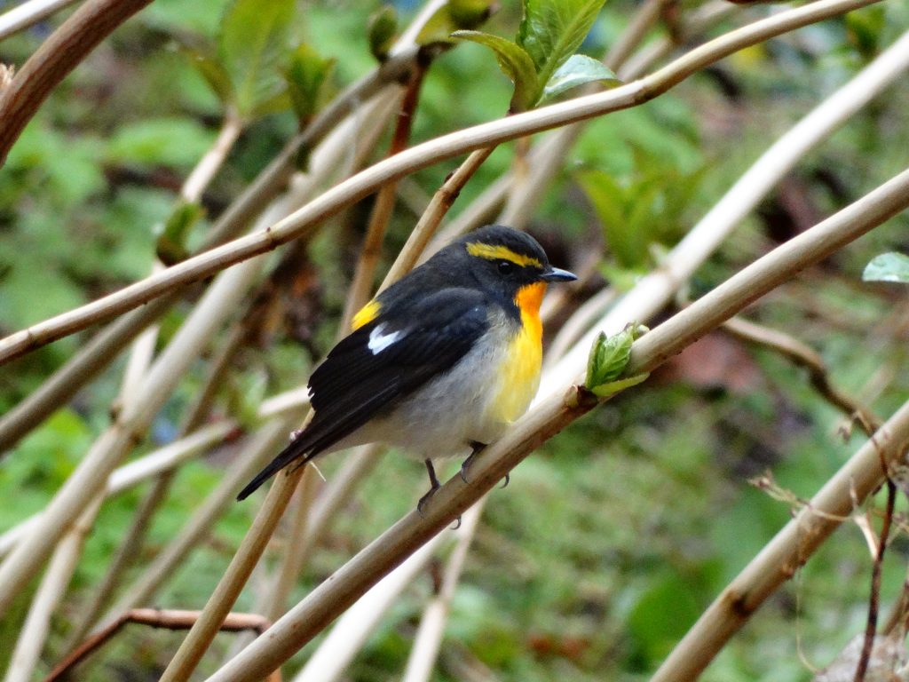 焼尻島の森を賑わす渡り鳥