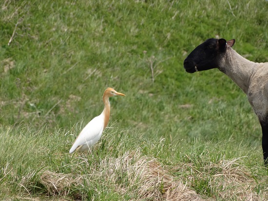 めん羊とアマサギ