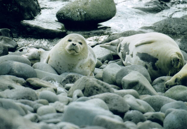 冬に訪れる海獣たち