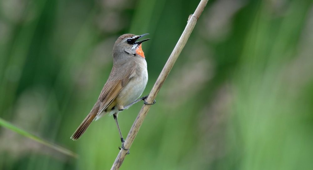 海鳥の楽園の写真