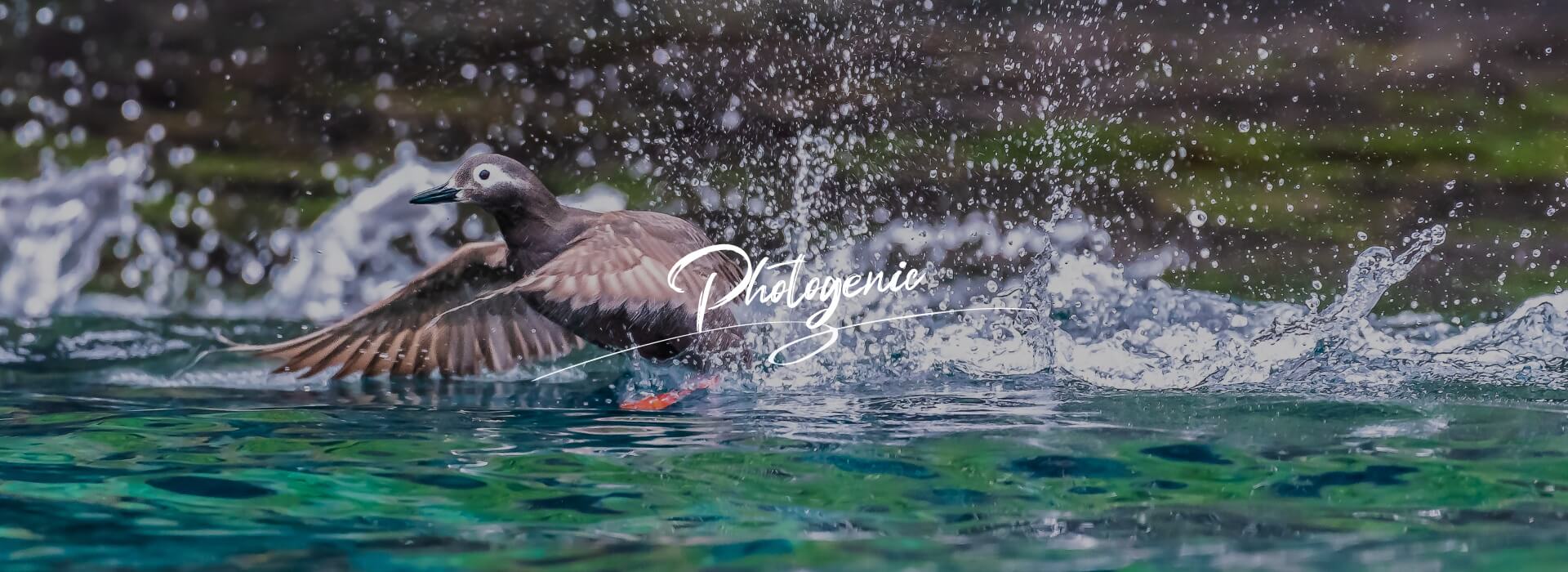 フォトジェニック