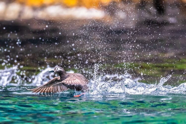 フォトジェニック