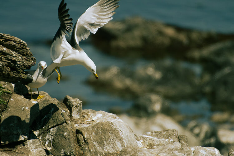 ようこそ、天売島へ