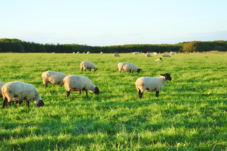 ようこそ、焼尻島へ