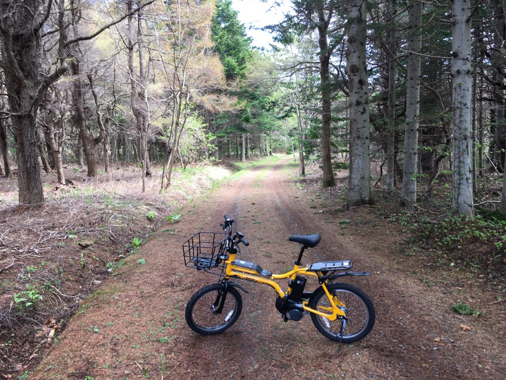 森をサイクリング