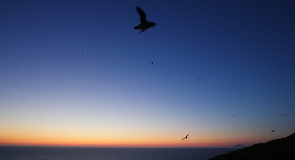 海鳥の楽園の写真