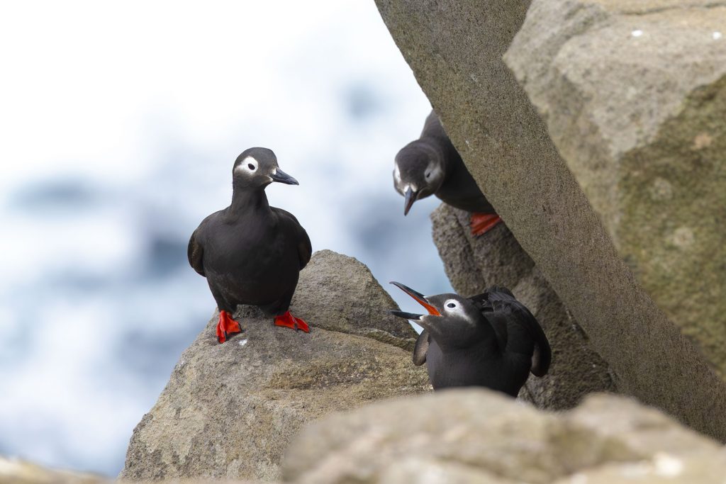 【島内ツアー】海鳥繁殖地&野鳥観察ツアー
