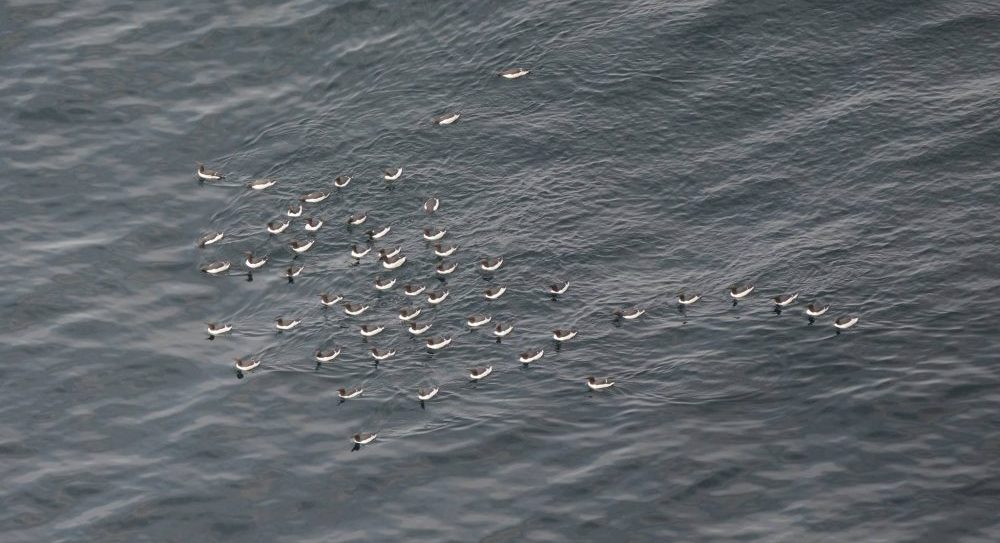 天売島の春の写真