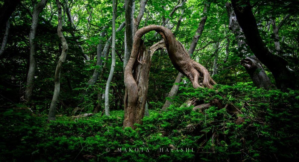 フォトジェニックの写真