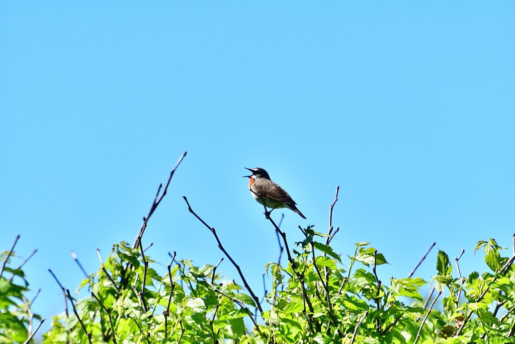 【島内ツアー】春の天売島　渡り鳥観察ツアー